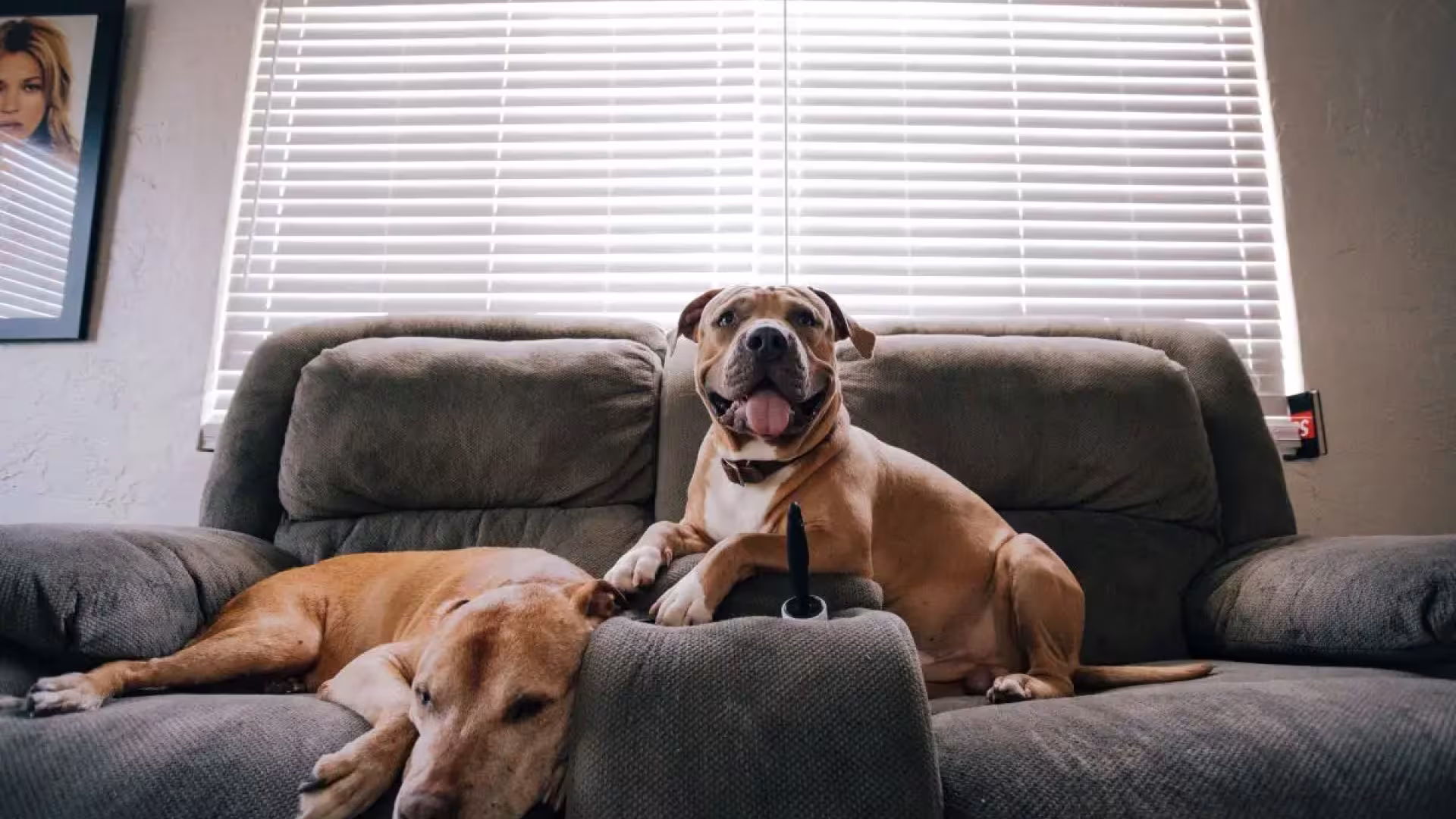 honden in zetel
